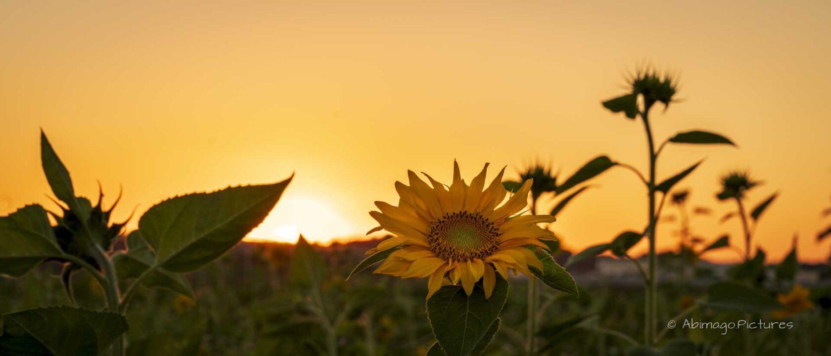 Sonnenblumenfeld bei Sonnenuntergang